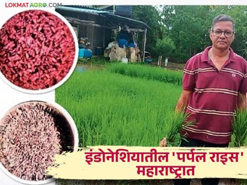 Farmer minesh successfully cultivation of Thooyamalli Jasmine Rice which fight to cancer disease | कॅन्सर आजारावर फायद्याच्या तांदूळाची गुळसुंदेत होतेय शेती; मिनेश यांच्या थायोमल्ली जस्मीन राइसची चर्चा भारी