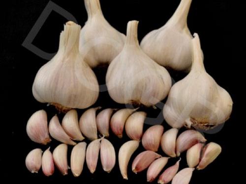 Garlic varieties Bhima Purple and G-282 yielded 30 to 40 quintals per hectare. | भीमा पर्पल आणि जी-२८२ या लसणाच्या जातींनी ३० ते ४० क्विंटल प्रती हेक्टर इतके उत्पादन दिले