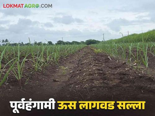 Us Lagwad : Which varieties to choose for pre-season sugarcane planting and how to plan for cultivation | Sugarcane Cultivation : पूर्वहंगामी ऊस लागवडीसाठी कोणत्या जातींची निवड करावी व कसे करावे नियोजन