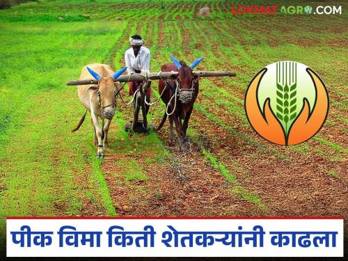 Latest News Pik Vima Yojana Three lakh farmers in Nashik district participated in crop insurance scheme, read in detail | नाशिक जिल्ह्यातील साडे तीन लाख शेतकरी पीकविमा योजनेत सहभागी झाले, वाचा सविस्तर 