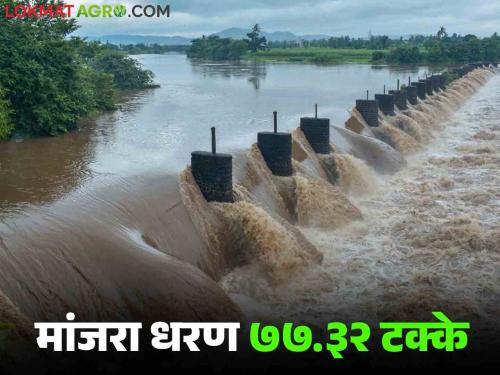 Manjara Dam Water Update : Latur's Manjara Dam 77.32 percent full; Abundant water will be available for agricultural irrigation | Manjara Dam Water Update : लातूरचे मांजरा धरण ७७.३२ टक्के भरले; शेती सिंचनासाठी मिळणार मुबलक पाणी