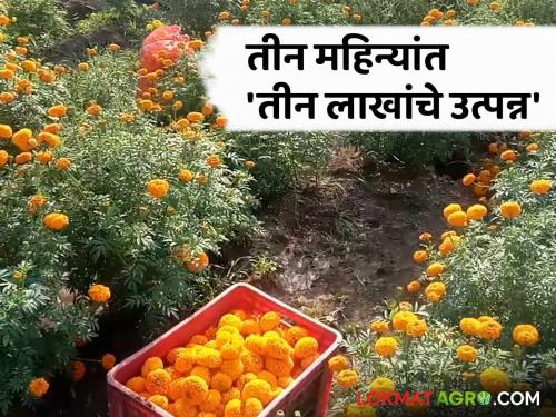 Farmer Success Story : The farmer made money from marigold farming; Income of three lakhs received in three months | Farmer Success Story : शेतकऱ्याने झेंडू शेतीतून साधले अर्थकारण; तीन महिन्यांत मिळाले तीन लाखांचे उत्पन्न