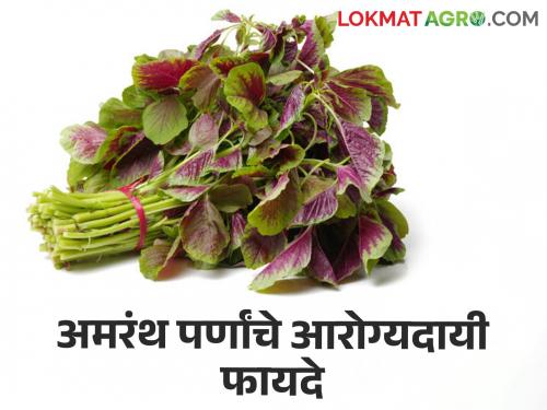 Health Benefits Of Amaranth: Nutrition and health benefits of amaranth leaves | Health Benefits Of Amaranth : अमरंथच्या पर्णांचे पोषणतत्त्व आणि आरोग्यदायी फायदे