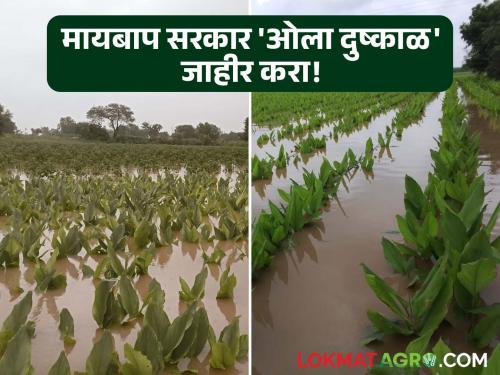 Crops on 3.5 lakh hectares in Hingoli are lying fallow; Heavy rains are occurring in two to three districts every day | हिंगोलीत पावणेतीन लाख हेक्टरवरील पिके आडवी; दररोज दोन ते तीन मंडळात होतेय अतिवृष्टी