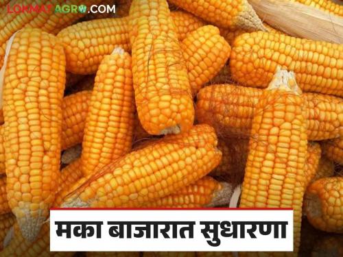 Maize Market Rate: Guaranteed Average Exceeded; Read what is the price of maize in the state | Maize Market Rate : हमीभावाची सरासरी ओलांडली; वाचा राज्यात मकाला काय मिळतोय दर