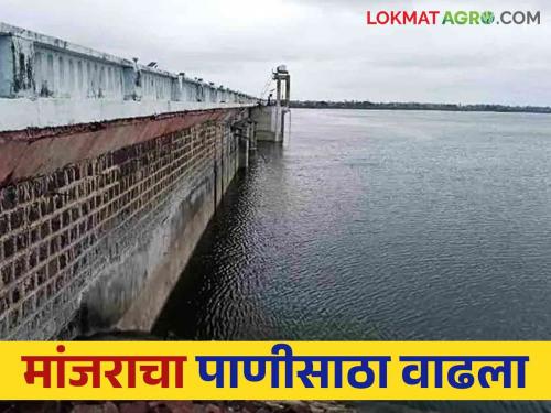 Manjara Dam Water Update: Three percent water rise in Manjara Dam in six hours; 30 percent live water storage in the project | Manjara Dam Water Update : सहा तासांत मांजरात वाढले तीन टक्के पाणी; प्रकल्पात ३० टक्के जिवंत पाणीसाठा