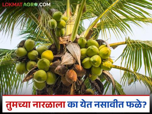 Is your coconut tree not producing coconuts? Know the reasons and simple solutions | तुमच्याही नारळाच्या झाडाला नारळ लागत नाही? जाणून घ्या कारणं आणि सोपे उपाय