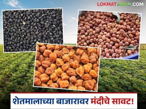Israel-Iran war affects agricultural market; Prices of tur, gram, urad face slowdown | इस्रायल आणि इराण युद्धामुळे शेतमालाच्या बाजारावर परिणाम; तूर, हरभरा, उडदाच्या दरात मंदीचे सावट
