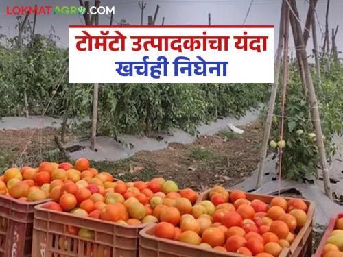 Farmers are in distress as tomato prices plummet; Production costs worth lakhs not covered | टोमॅटोचे भाव गडगडल्याने शेतकरी हवालदिल; लाखोंचा उत्पादन खर्चही निघेना