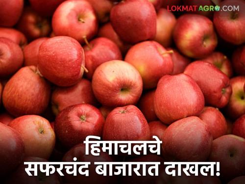 Himachal apples start arriving in Pune Market Yard; Read what is the price | पुणे मार्केटयार्ड बाजारात हिमाचलच्या सफरचंदची आवक सुरू; वाचा काय आहे दर