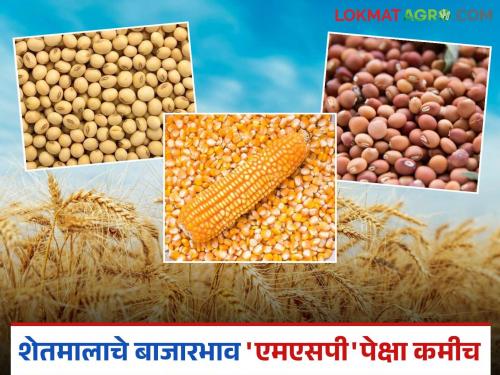 Farmers in financial crisis; Prices of agricultural products everywhere in the state's markets are lower than 'MSP' | शेतकरी आर्थिक संकटात; राज्यातील बाजारात सर्वत्र शेतमालाचे दर 'एमएसपी'पेक्षा कमीच