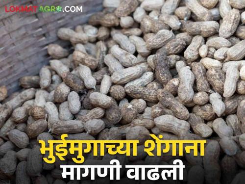 Groundnut Market : Demand for groundnut pods increased in the wake of Navratri festival; Read what rates are available | Groundnut Market : नवरात्रोत्सवाच्या पार्श्वभूमीवर भुईमुगाच्या शेंगाना मागणी वाढली; वाचा काय मिळतोय दर