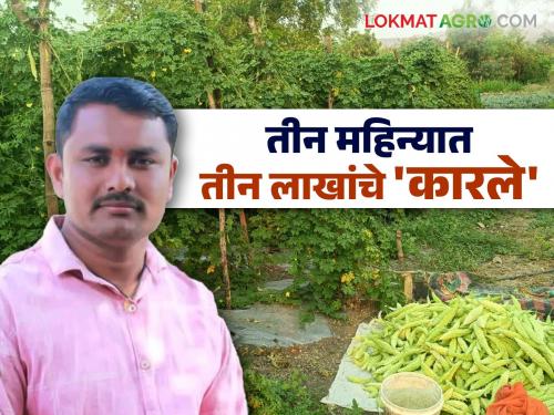 Profit of three lakhs in three months; Sambhajirao's success story of modern farming in Karla | तीन महिन्यांत तीन लाखांचा नफा; संभाजीरावांच्या कारल्याच्या आधुनिक शेतीची यशोगाथा