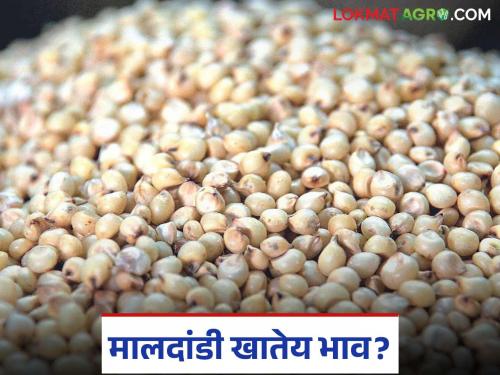 Jwari Bazaar Bhav: Highest arrival of jowar in Barshi market today; Read what is the price being offered | Jwari Bajar Bhav : बार्शी बाजारात आज सर्वाधिक ज्वारी आवक; वाचा काय मिळतोय दर