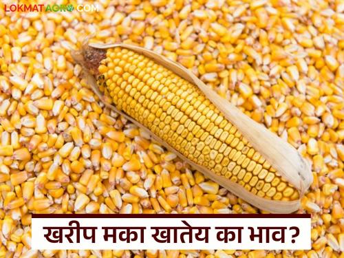 Huge arrival of Kharif maize in the state; Where is the highest price being obtained? Read today's market price | राज्यात खरीप मक्याची भरघोस आवक; कुठे मिळतोय सर्वोच्च दर? वाचा आजचे बाजारभाव