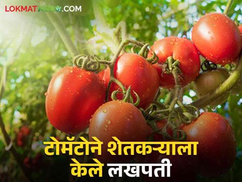 Success Story took the path of agriculture even with an engineering degree; Within a short period of time, one acre of tomatoes made lakhs | Success Story अभियंता पदवी घेऊनही धरला शेतीचा मार्ग; अल्पावधीतच एक एकरातील टोमॅटोने केले लखपती