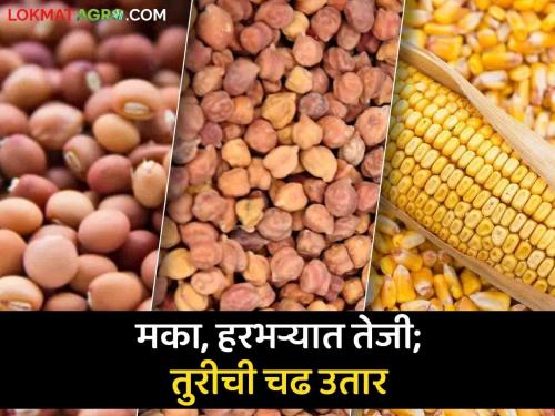 Market Update: Maize, gram rise, turi ups and downs; Recession continues in millets, soybeans | Market Update : मका, हरभऱ्यात तेजी, तुरीची चढ उतार; बाजरी, सोयाबीनमध्ये मंदी कायम