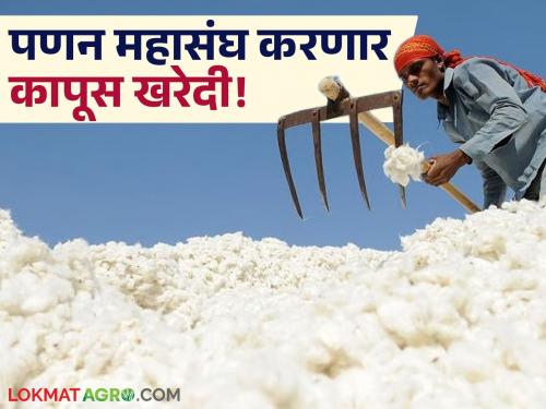 'Panaan' allowed to purchase cotton; CCI likely to sign agreement with 'Panaan' soon | 'पणन'ला कापूस खरेदीची परवानगी; सीसीआय लवकरच 'पणन' सोबत करार करण्याची शक्यता