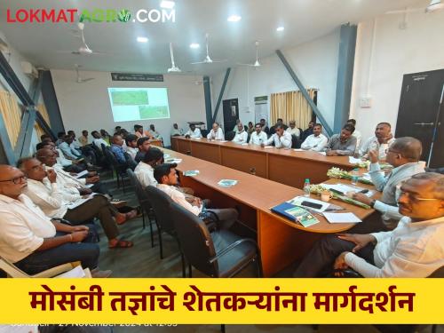 Mosambi Crop Management: Do not rush to stress the Mosambi garden, appeals Mosambi expert Patil | Mosambi Crop Management : मोसंबी बागेला ताण देण्याची घाई करू नका मोसंबी तज्ञ पाटील यांचे आवाहन