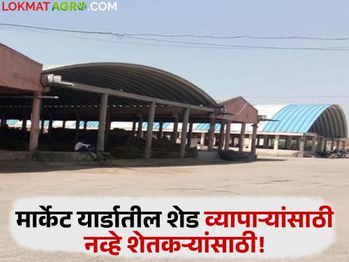Tin sheds in market yards are for farmers, not traders; Market committee pricks ears of buyers and traders | मार्केट यार्डातील टिनशेड व्यापाऱ्यांसाठी नव्हे शेतकऱ्यांसाठी; बाजार समितीने खरेदीदार व्यापाऱ्यांचे टोचले कान