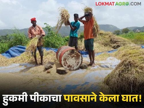 Farmers lose crops due to bad weather; Demand for compensation | अवकाळीने शेतकऱ्यांकडून हिरावले हुकमी पीक; नुकसानभरपाईची होतेय मागणी
