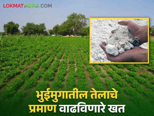 The use of 'this' fertilizer will increase the amount of oil in the groundnut along with good growth of the crop | Groundnut Crop Management 'या' खताच्या वापराने वाढेल भुईमुगातील तेलाचे प्रमाण सोबत पिकाची देखील होईल चांगली वाढ