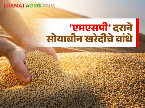 Soybean Market: Soybean procurement at 'MSP' rate continues; When will the government start the shopping center? | Soybean Market : ‘एमएसपी’ दराने साेयाबीन खरेदीचे वांधे सुरूच; सरकार खरेदी केंद्र कधी सुरू करणार?