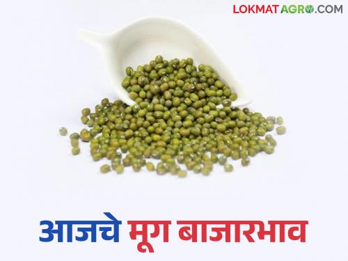 Despite low arrivals, prices have slowed down; Read today's moong market prices in the state | आवक कमीच तरीही दर मात्र मंदावलेले; वाचा राज्यातील आजचे मूग बाजारभाव