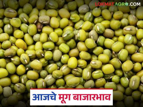 Where is the rise in moong prices in the state market? Where is the decline; Read today's moong market prices | राज्यातील बाजारात मूग दरात कुठे तेजी? कुठे मंदी; वाचा आजचे मूग बाजारभाव