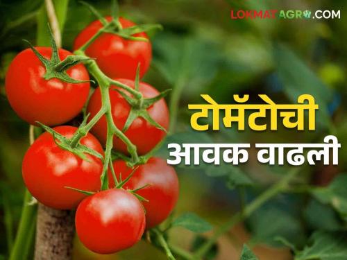 Tomato Market Update Which tomatoes are most in demand in the market? Read today's tomato market prices | Tomato Market Update कोणत्या टोमॅटोला बाजारात सर्वाधिक मागणी? वाचा आजचे टोमॅटो बाजारभाव