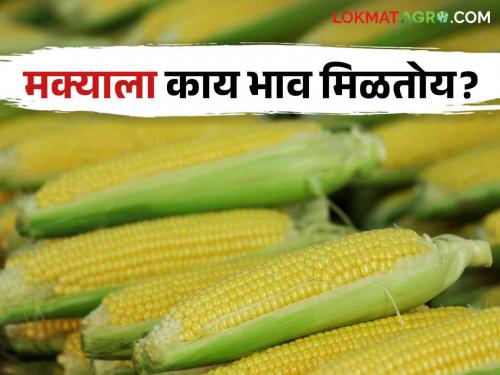 Latest news Last month Rs 2200 per quintal Maize now Rs 2900 per quintal see details | Maize Market : महिनाभरात मका दरात बदल, वाचा आज काय मिळतोय बाजारभाव? 