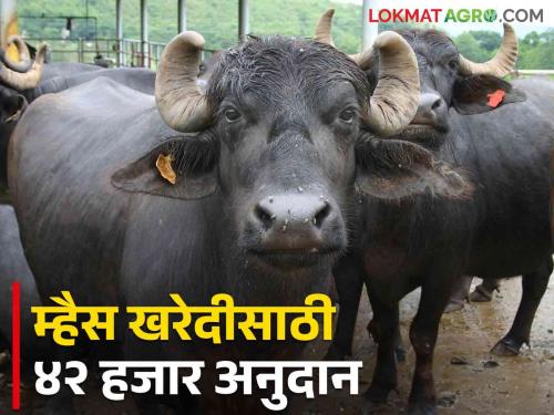 Subsidy For Buying Buffalo: Milk producers members of 'this' milk union will get 42 thousand subsidy for buying buffalo. | Subsidy For Buying Buffalo : 'या' दूध संघाच्या सभासद दूध उत्पादकांना म्हैस खरेदीसाठी मिळणार ४२ हजार अनुदान