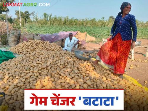 Potato became a game changer compared to traditional crops; Income of one lakh rupees was earned in 70 days | पारंपरिक पिकांच्या तुलनेत बटाटा ठरला गेम चेंजर; ७० दिवसांत मिळाले लाख रुपयांचे उत्पन्न
