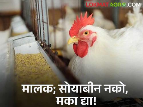 Increased use of corn as chicken feed in the poultry industry has impacted soybean prices | पोल्ट्री उद्योगात कोंबड्यांचे खाद्य म्हणून मक्याचा वापर वाढल्याने सोयाबीन दरावर परिणाम