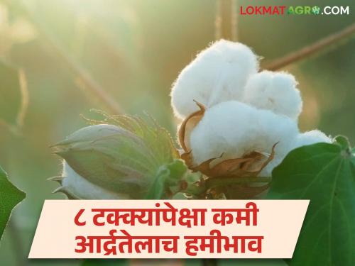 CCI Cotton Purchase: Finally, the purchase of cotton from CCI will start, but the goods with less than 8 percent moisture content will get guaranteed price. | CCI Cotton Purchase : अखेर सीसीआयकडून कापूस खरेदीला सुरुवात मात्र ८ टक्क्यांपेक्षा कमी आर्द्रतेच्या मालाला मिळणार हमीभाव