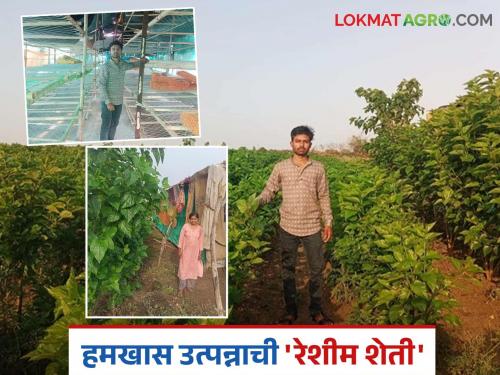 Silk proved beneficial for the prosperity of agriculture; Pratikrao got an income of lakhs of rupees in two months | शेतीच्या अर्थसंपन्नतेला रेशीम ठरले फायद्याचे; दोन महिन्यात प्रतीकरावांना उत्पन्न मिळाले लाख रुपयांचे