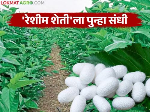 The Silk Department will give farmers another opportunity through its door-to-door campaign; Now start 'sericulture' anew | रेशीम विभाग आपल्या दारी मोहिमेतून शेतकऱ्यांना मिळणार पुन्हा संधी; आता नव्याने सुरू करा 'रेशीम शेती'
