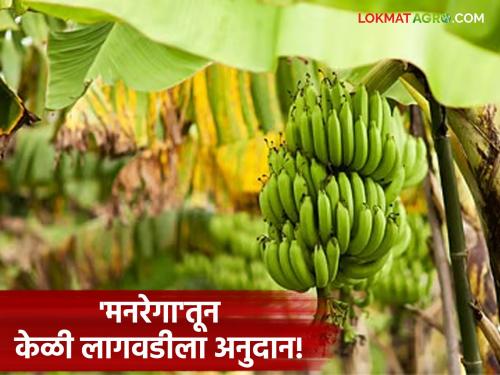 Subsidy for banana cultivation from 'MGNREGA'; Read how much money farmers will get in three stages | 'मनरेगा'तून केळी लागवडीला अनुदान; वाचा तीन टप्यात शेतकऱ्यांना 'किती' मिळणार पैसे