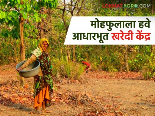 Since there is no basic purchasing center for Mohafula, it has to be sold to traders; Tribals suffer financial losses | मोहफुलाला आधारभूत खरेदी केंद्र नसल्याने व्यापाऱ्यांकडे करावी लागते विक्री; आदिवासींचे होतंय आर्थिक नुकसान