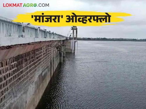 Manjara Dam : Manjara overflows this year too; Doors opened 25 times Discharge of 95.46 million cubic meters of water | Manjara Dam : मांजरा यंदाही ओव्हरफ्लो; २५ वेळा उघडले दरवाजे ९५.४६ दशलक्ष घनमीटर पाण्याचा विसर्ग