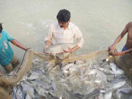 Extension of tenure up to 25 years for lease of all fish seed production centers in the state | राज्यातील सर्व मत्स्यबीज उत्पादन केंद्र भाड्याने देण्यास २५ वर्षांपर्यंतची मुदतवाढ 