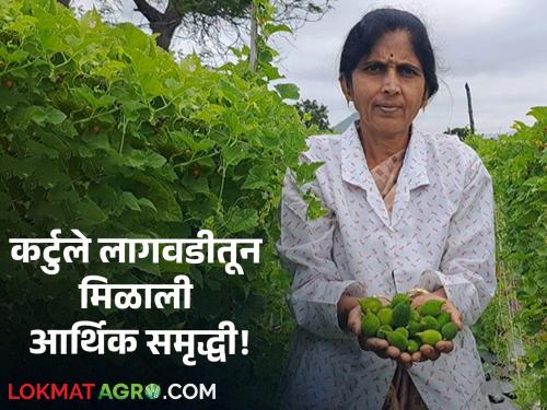 Women Farmer landewadi sunanda chaskar Salute Economic progress of women farmers by planting curtule in half an acre, vermicompost production | Women Farmer : सलाम! अर्ध्या एकरात कर्टुले लागवड, गांडूळ खत निर्मितीतून महिला शेतकऱ्याची आर्थिक प्रगती!