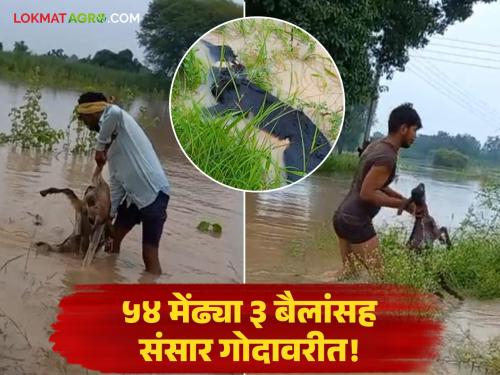 Sudden flood due to heavy rain; Entire family including 54 sheep and 3 bulls washed away in Godavari | अतिवृष्टीने अचानक पूर; ५४ मेंढ्या ३ बैलांसह संपूर्ण संसार गोदावरीत गेला वाहून