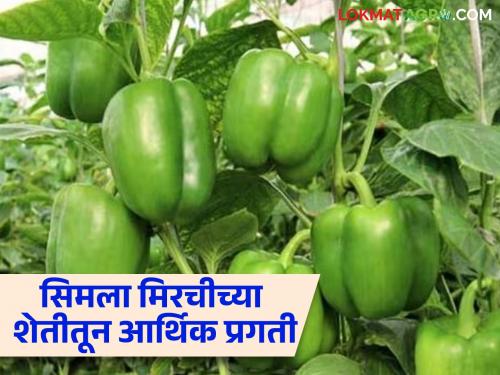 Farmer Success Story: Krishnarao got an income of Rs. 3 lakh in four months by cultivating capsicum with modern technology | Farmer Success Story : आधुनिक तंत्रज्ञानाने सिमला मिरचीची लागवड कृष्णारावांना चार महिन्यांत मिळाले ३ लाख रुपयांचे उत्पन्न