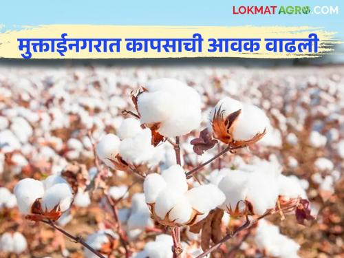 Cotton Market: Large inflow of cotton in Muktainagar market but lower price than guaranteed price | Cotton Market : मुक्ताईनगर बाजारपेठेत कापसाची मोठी आवक मात्र हमीभावापेक्षा कमी दर