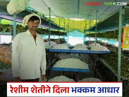 Sericulture got strong support during the drought; Kuppa farmer earned income of one million rupees in 70 gunthas | अवर्षणाच्या फेऱ्यात मिळाली रेशीम शेतीची भक्कम साथ; कुप्पाच्या शेतकऱ्याने ७० गुंठ्यांत घेतले दहा लाखांचे उत्पन्न