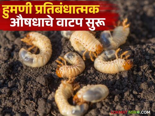 Finally, distribution of human preventive medicine at 50 percent subsidy from the Zilla Parishad Cess Fund has started. | अखेर हुमणी प्रतिबंधात्मक औषधाचे जिल्हा परिषदेच्या सेस फंडातून ५० टक्के अनुदानावर वाटप सुरू
