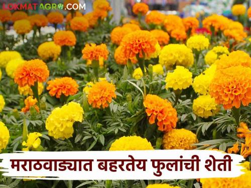 Flower Market: Due to increase in demand due to Navratri festival, prices of flowers have increased; Satisfaction among farmers | Flower Market : नवरात्रौ उत्सवानिमित मागणी वाढल्याने फुलांचे दर वधारलेले; शेतकऱ्यांत समाधान