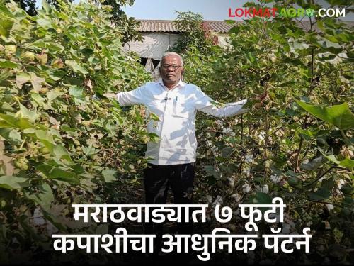 Cotton Farming Success Story : Use of Modern Patterns in Cotton Crops; There was a threefold increase in yield along with the height of the trees | Cotton Farming Success Story : कपाशी पिकांत आधुनिक पॅटर्नचा वापर; झाडांच्या उंचीसह उत्पन्नात झाली तीन पट वाढ