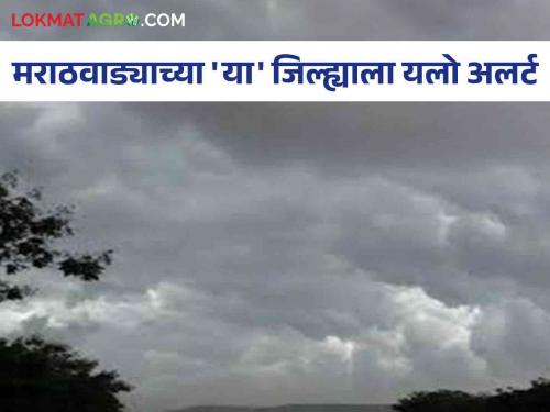 Rain Alert : Yellow Alert in 'this' district of Marathwada; Chance of heavy rain with gusty winds | Rain Alert : मराठवाड्याच्या 'या' जिल्ह्यात यलो अलर्ट; सोसाट्याच्या वाऱ्यासह मुसळधार पावसाची शक्यता